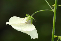 Hibiscus vitifolius